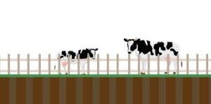 Sistema Bull Pecuária